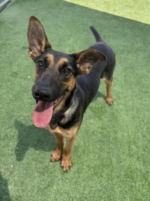 DIXIE, Adoptable, Young Female Belgian Shepherd / Malinois.