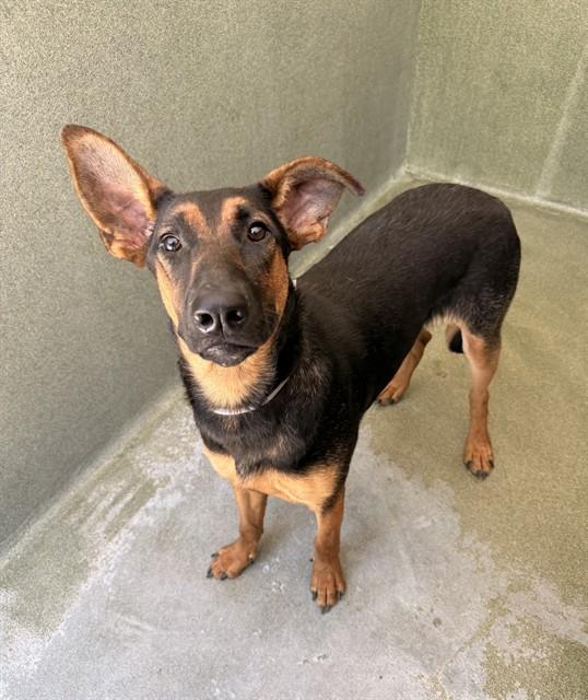 Enlarge DIXIE, a Adoptable Belgian Shepherd / Malinois in Castaic, CA image 1/1