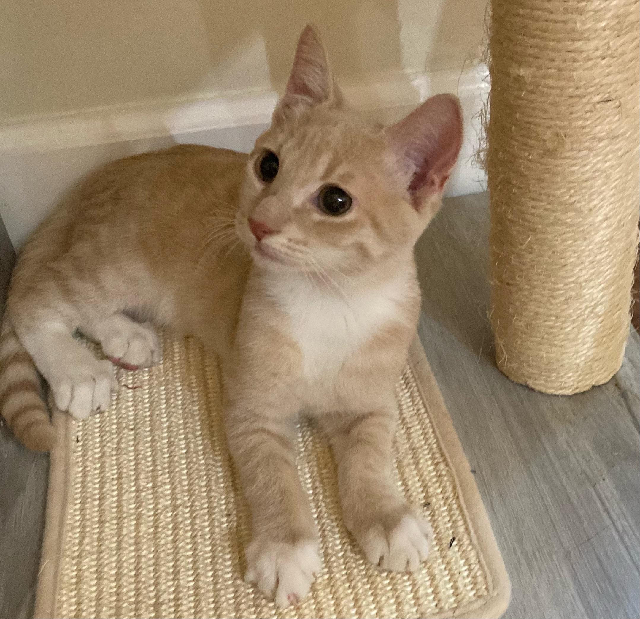 Rummy, Adoptable, Kitten Male Tabby & Domestic Short Hair.