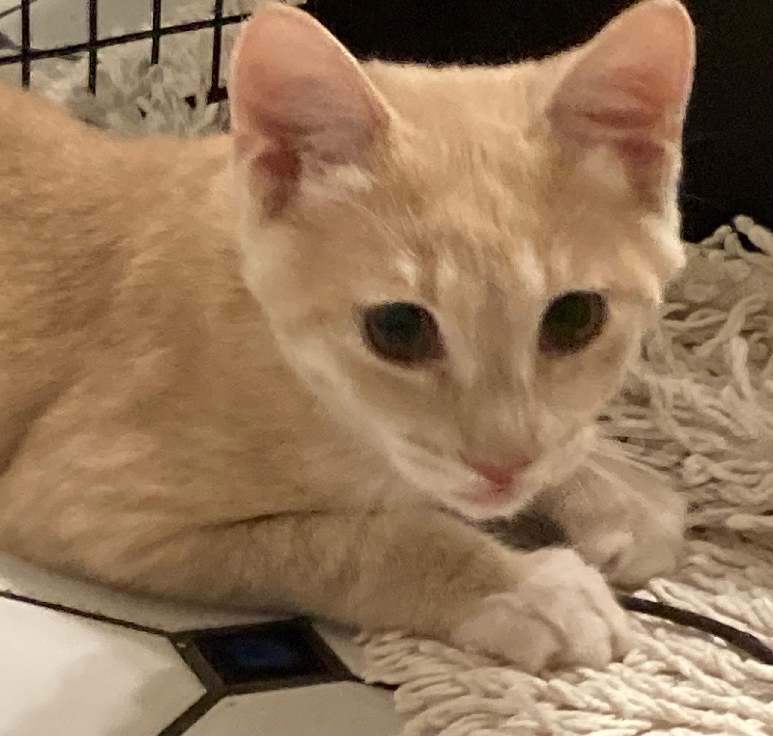 Rummy, a Adoptable mixed breed in Lawrenceville, GA image 2/3