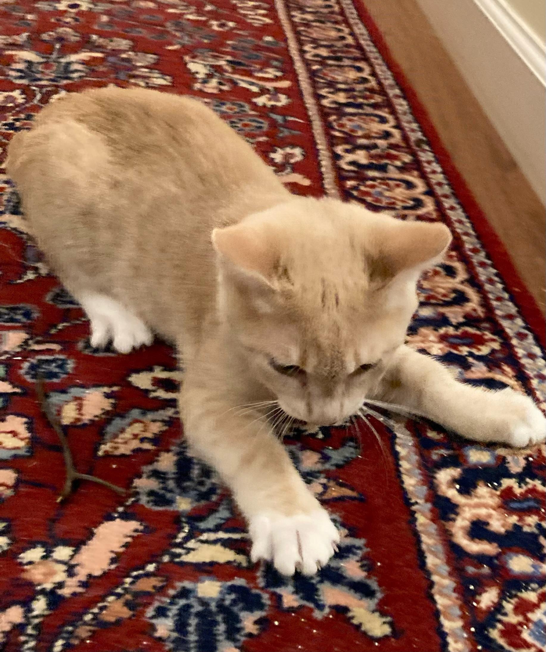 Rummy, a Adoptable mixed breed in Lawrenceville, GA image 3/3