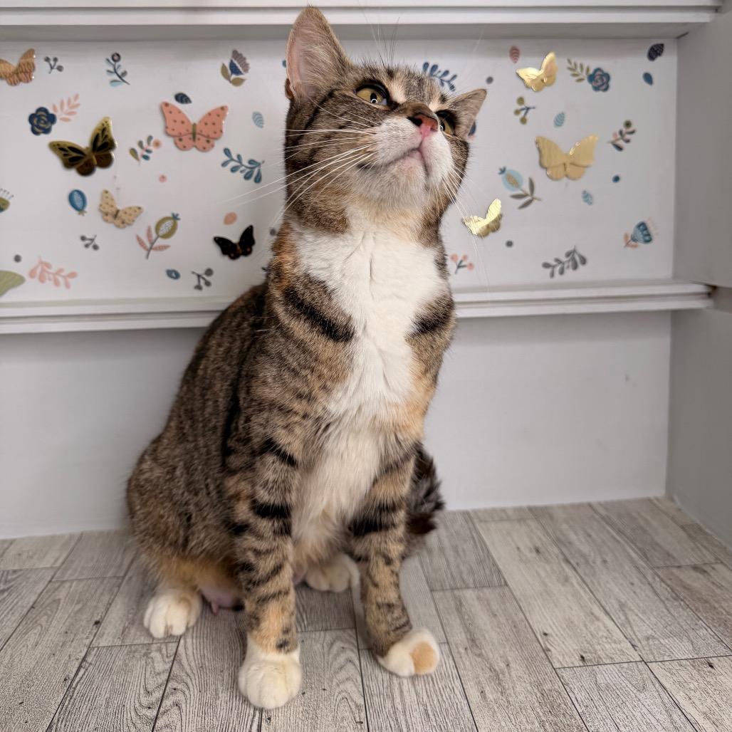 Pierogi, Adoptable, Young Female Domestic Short Hair.