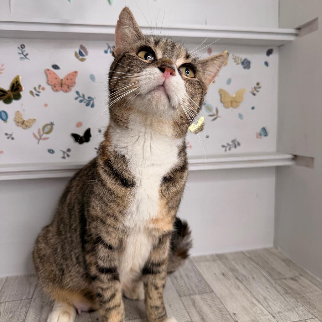 Pierogi, a Adoptable Domestic Short Hair in Pasadena , MD image 2/3