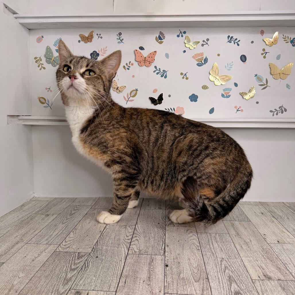 Pierogi, a Adoptable Domestic Short Hair in Pasadena , MD image 3/3