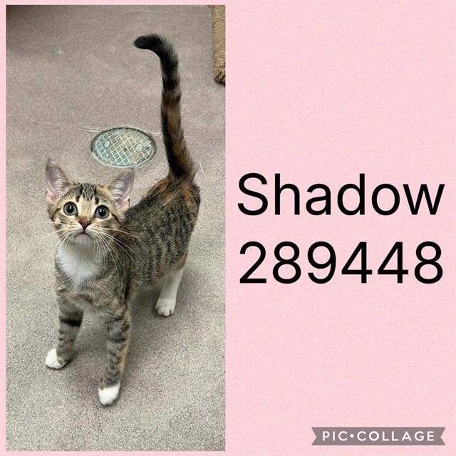 SHADOW, Adoptable, Kitten Female Domestic Short Hair.