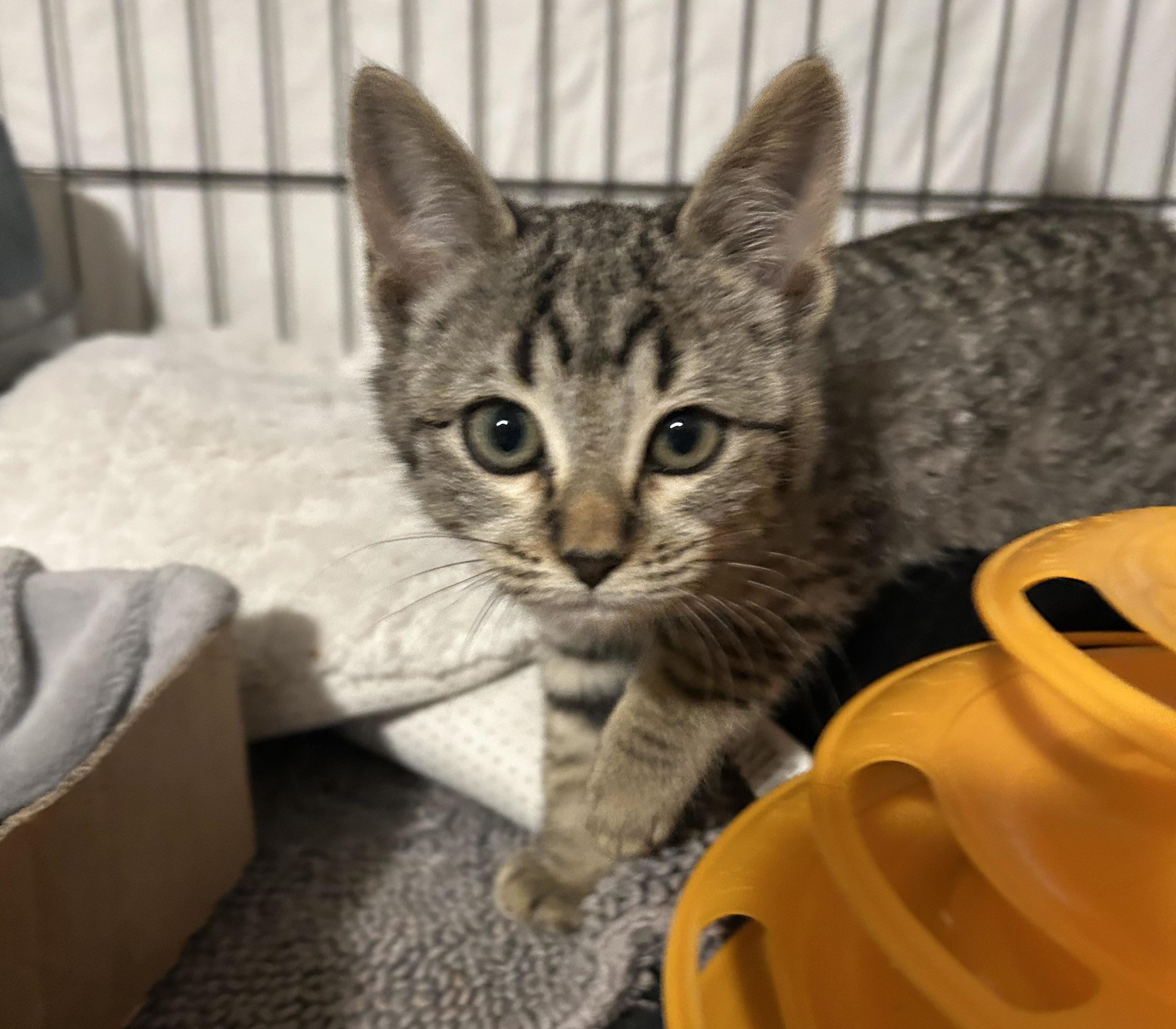 Lasha, a Adoptable Tabby in Aurora, CO image 2/5