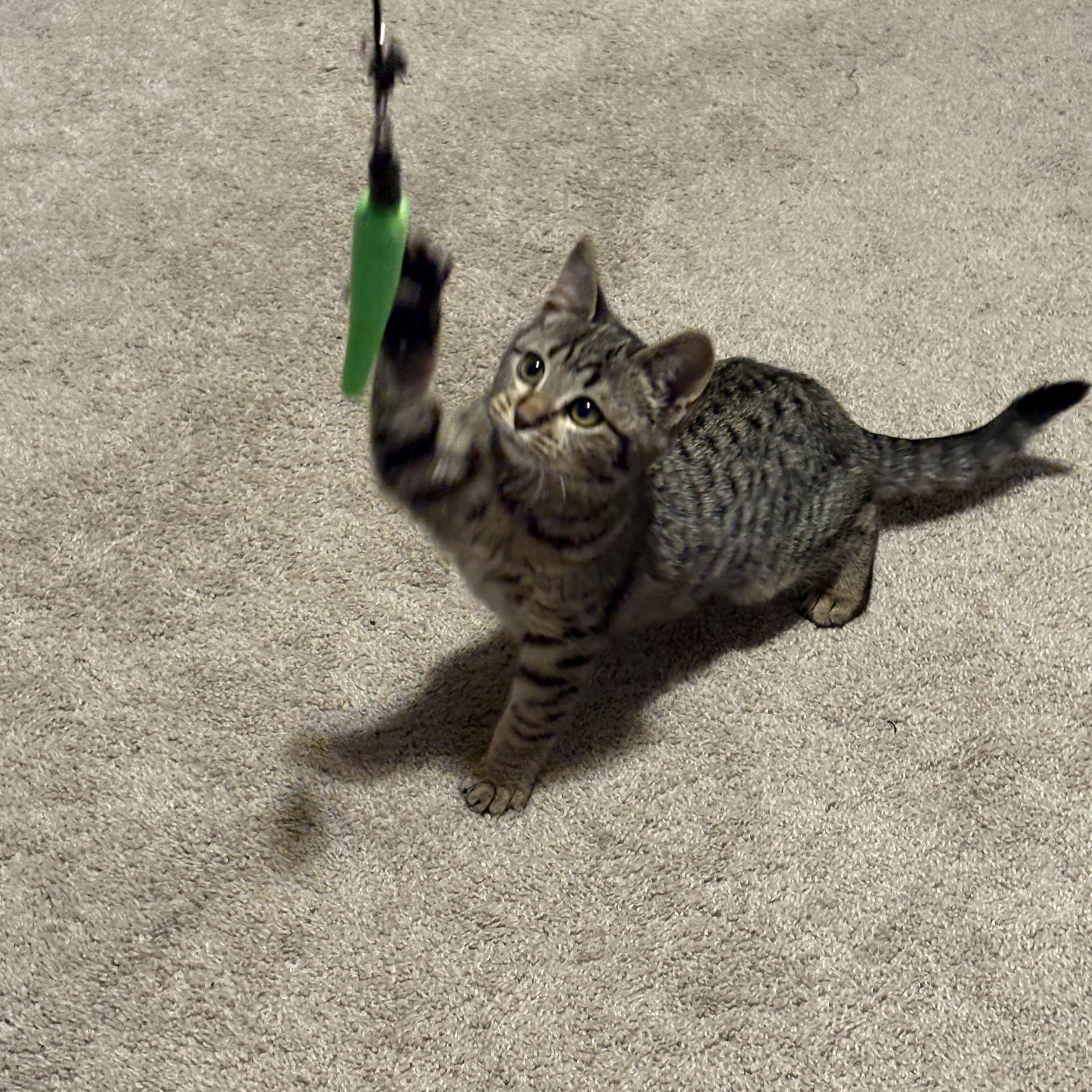 Lasha, a Adoptable Tabby in Aurora, CO image 3/5