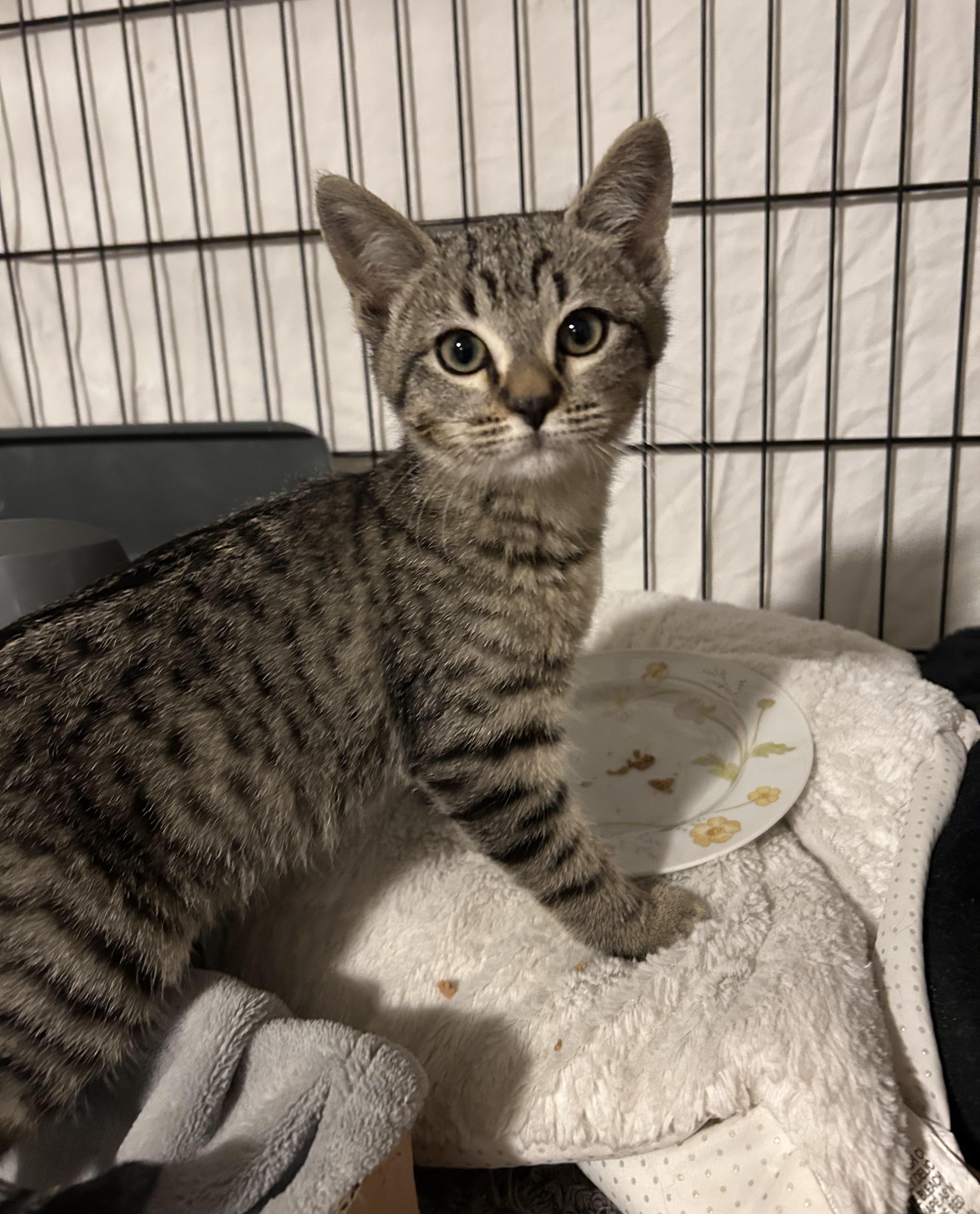 Lasha, a Adoptable Tabby in Aurora, CO image 4/5