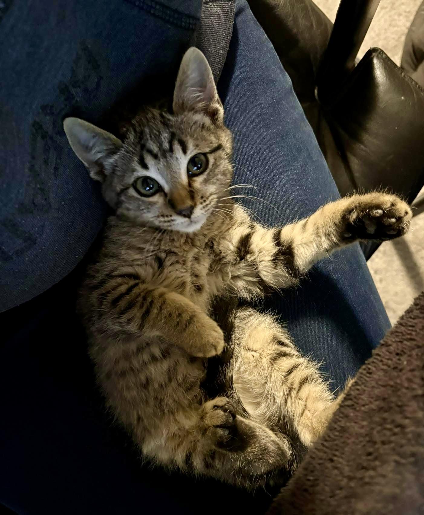 Lasha, a Adoptable Tabby in Aurora, CO image 5/5