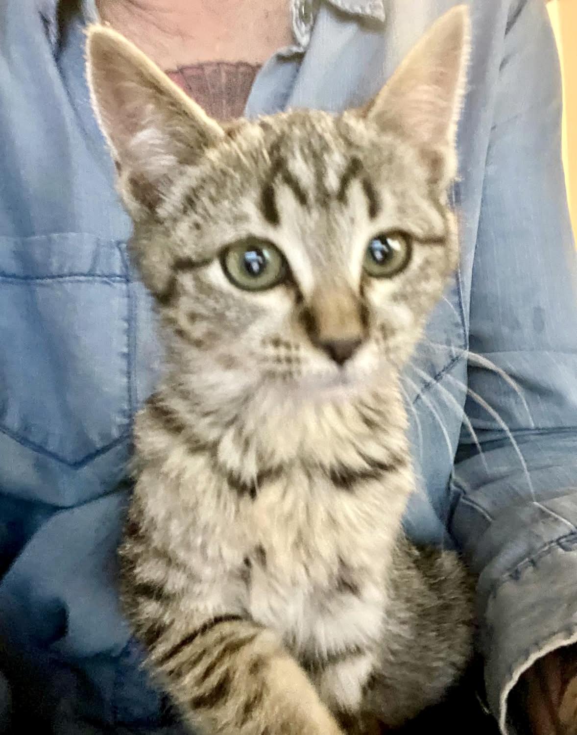 Lasha, Adoptable, Kitten Female Tabby.