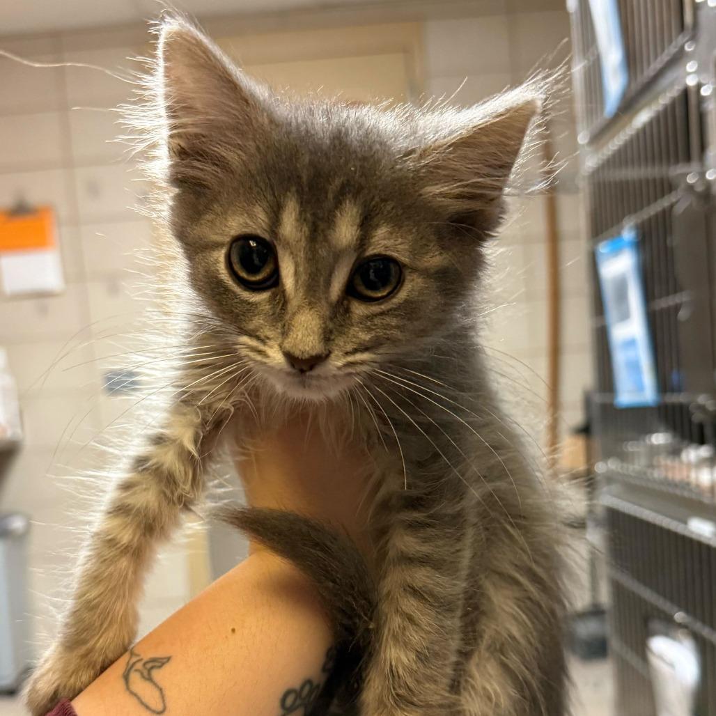 Foxy, Adoptable, Young Female Domestic Short Hair & Mixed Breed.