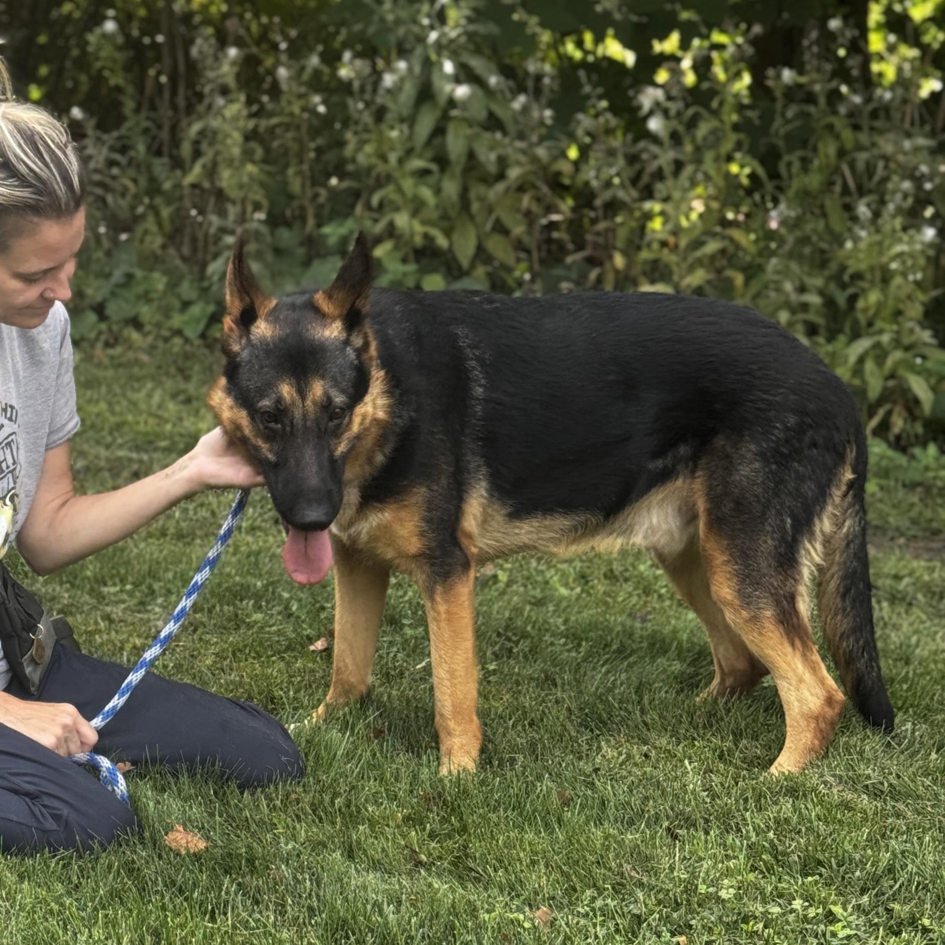Enlarge Jayce, an adopted German Shepherd Dog in Cranston, RI image 3/5