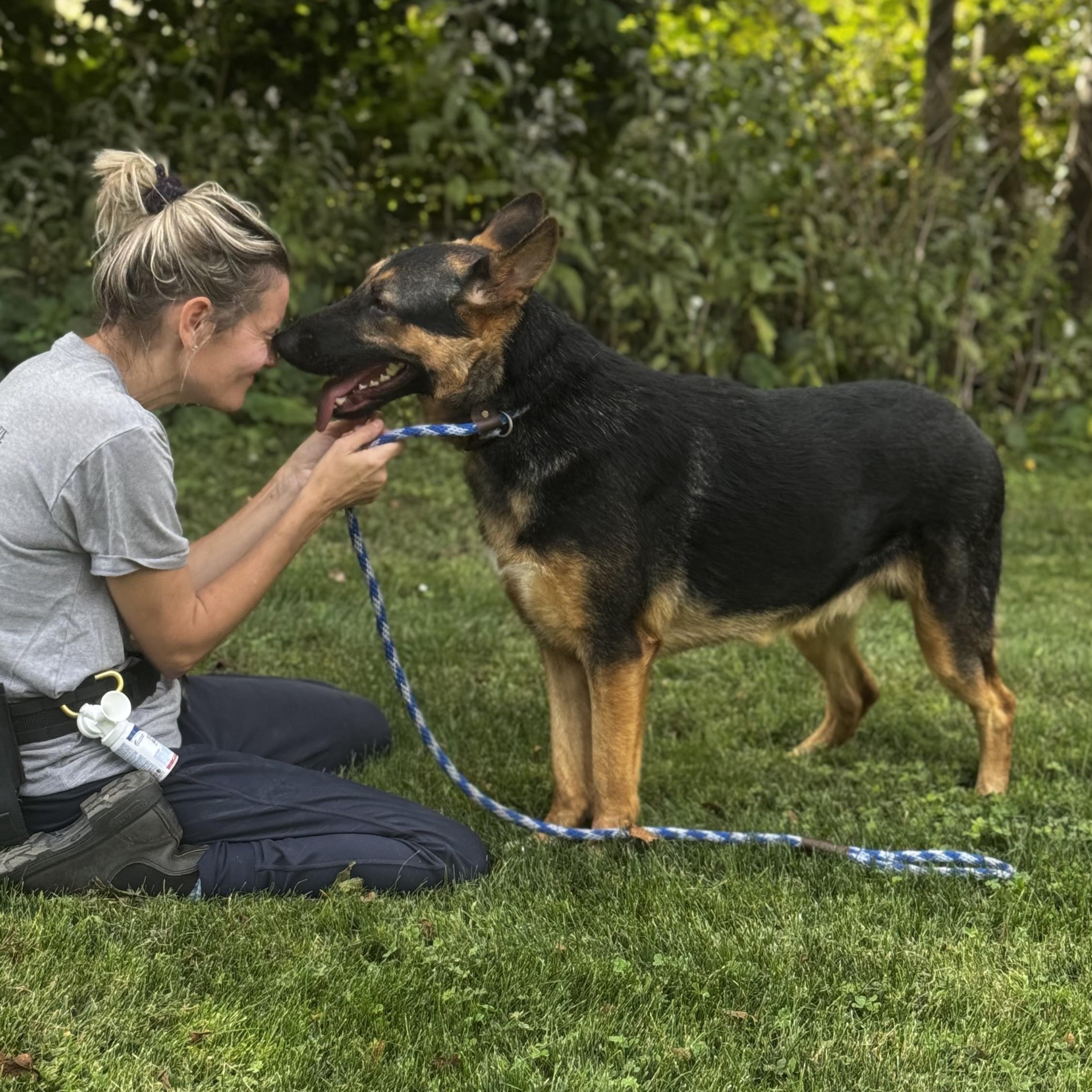 Enlarge Jayce, an adopted German Shepherd Dog in Cranston, RI image 2/5