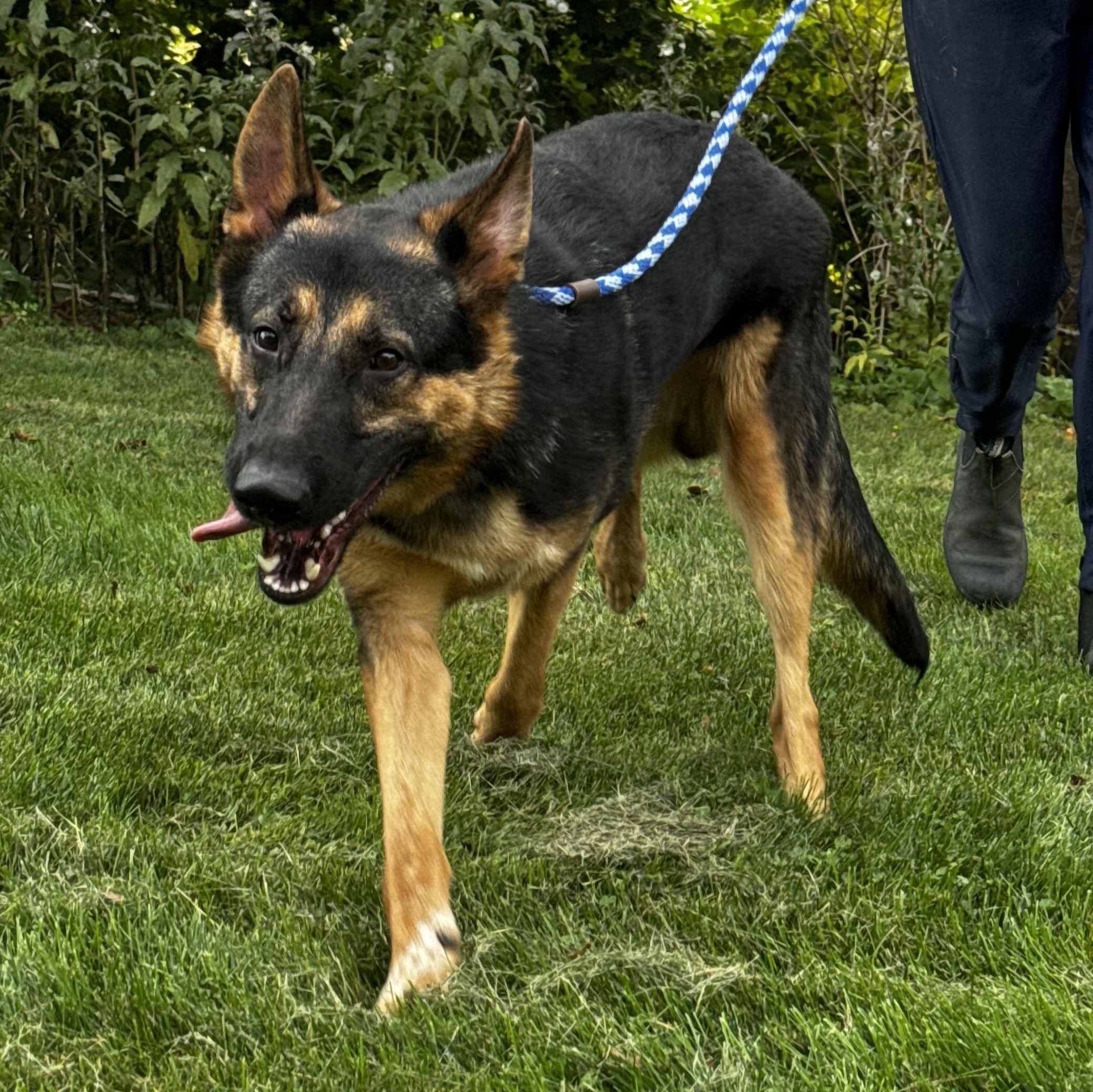 Enlarge Jayce, an adopted German Shepherd Dog in Cranston, RI image 5/5