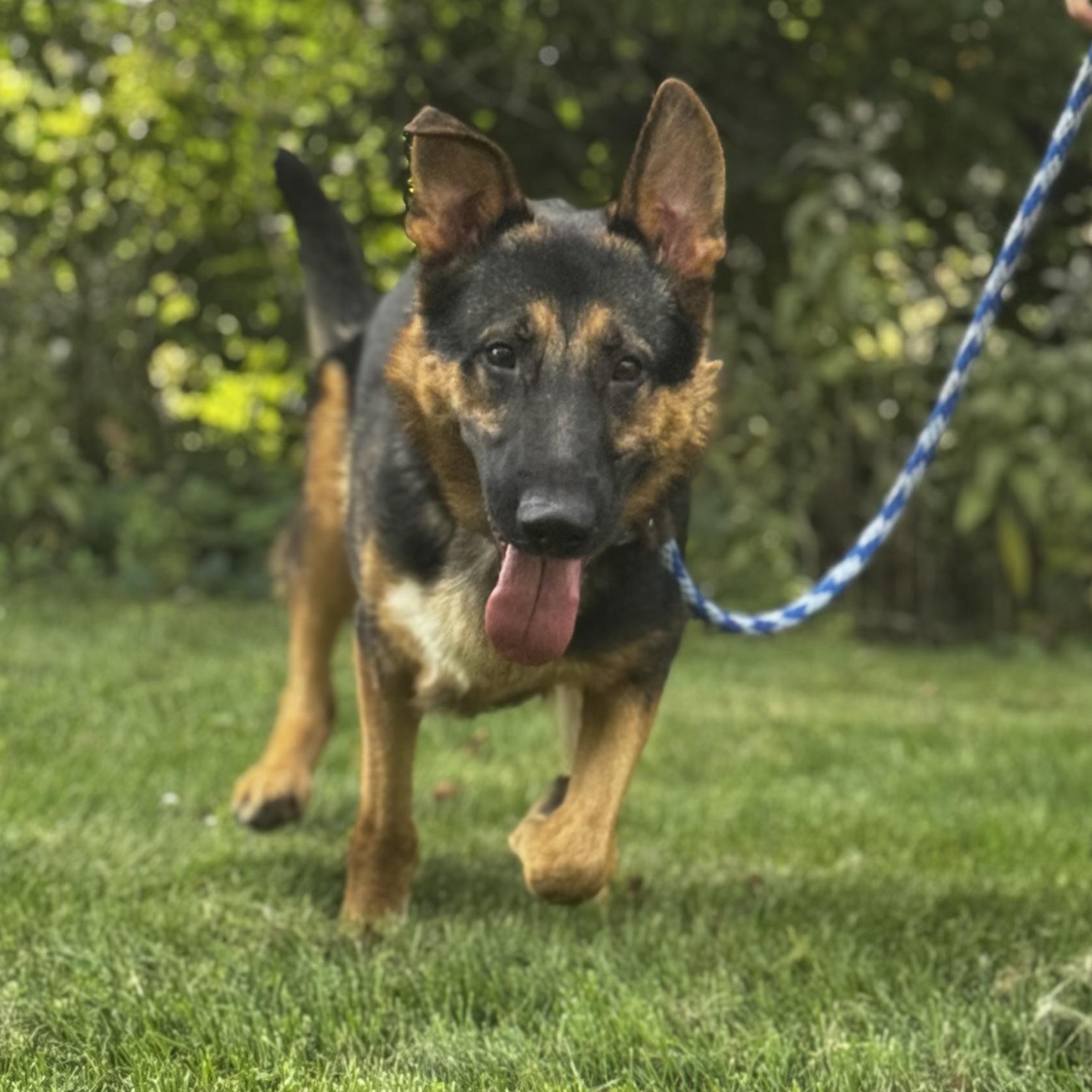 Enlarge Jayce, an adopted German Shepherd Dog in Cranston, RI image 4/5
