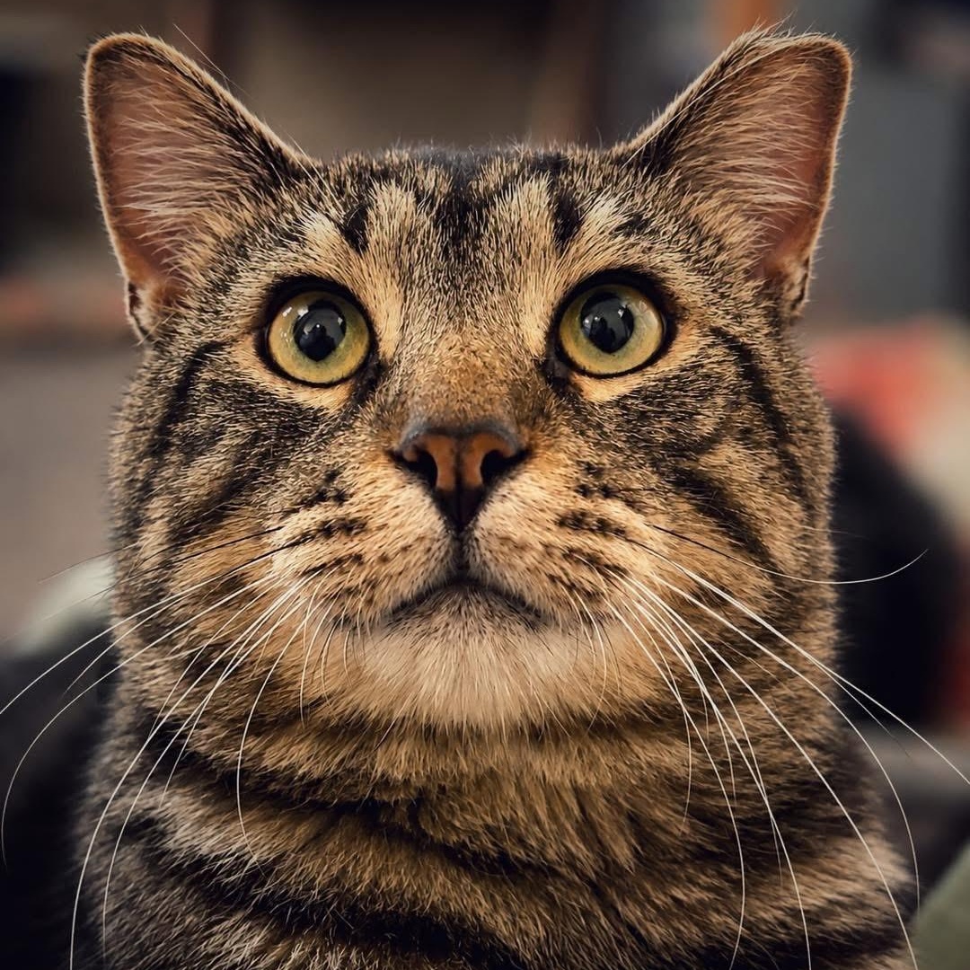 Homer, Adoptable, Adult Male Domestic Short Hair.