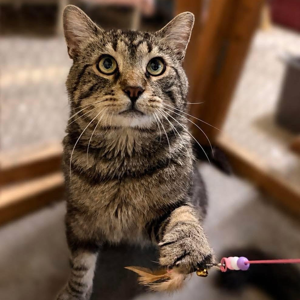 Enlarge Homer, a Adoptable Domestic Short Hair in Ford City, PA image 2/2