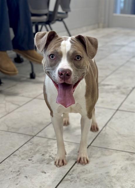 Enlarge ROMA, a Adoptable mixed breed in Kalamazoo, MI image 1/1