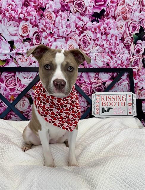 Enlarge ROMA, a Adoptable mixed breed in Kalamazoo, MI image 1/1