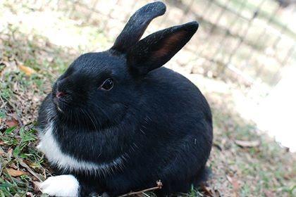 Enlarge Laila, a Adoptable mixed breed in Brandon, FL image 2/4