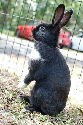 Enlarge Laila, a Adoptable mixed breed in Brandon, FL image 4/4