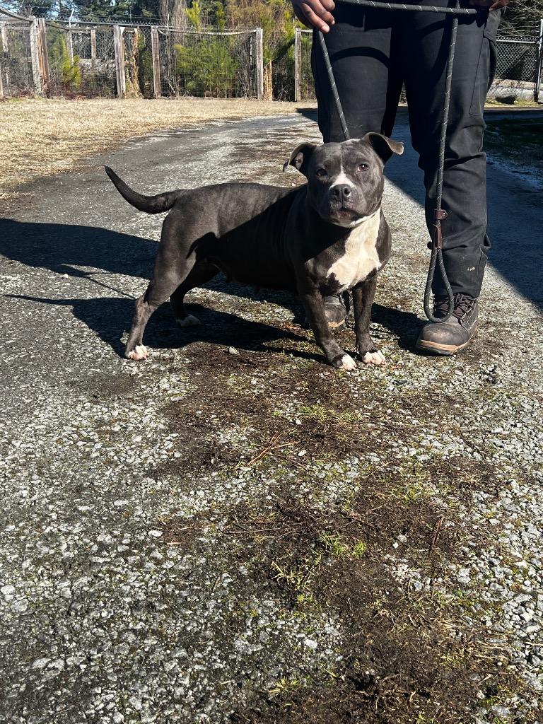 Marilyn, a Adoptable mixed breed in Winnsboro, SC image 3/4
