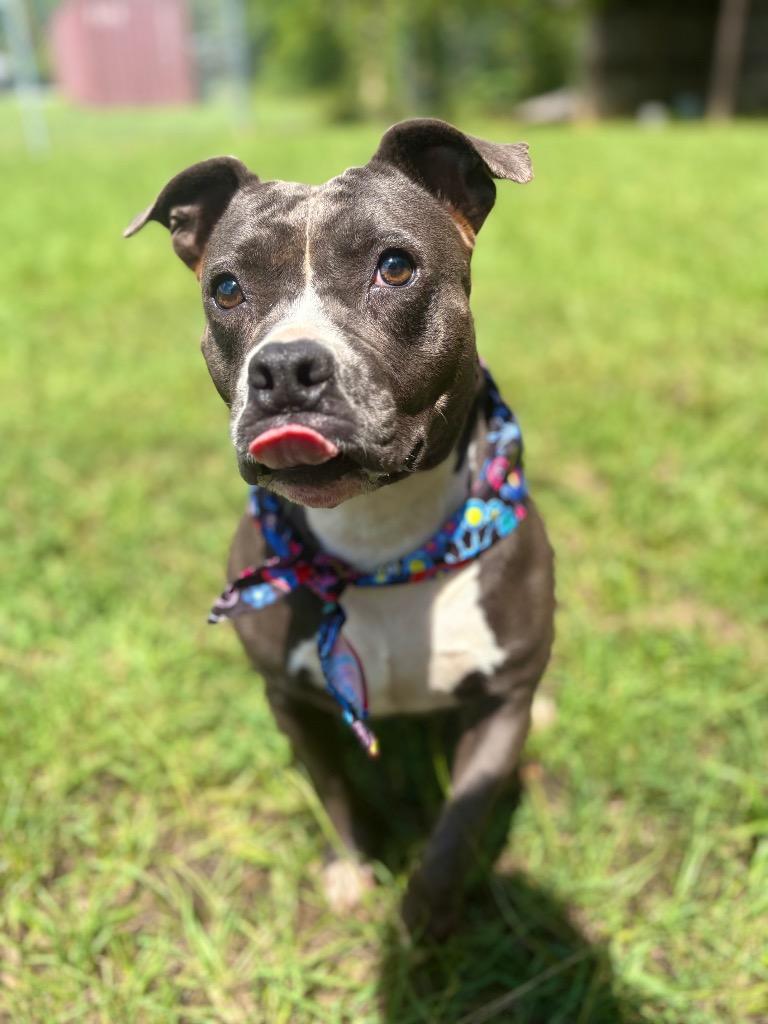 Marilyn, a Adoptable mixed breed in Winnsboro, SC image 1/4
