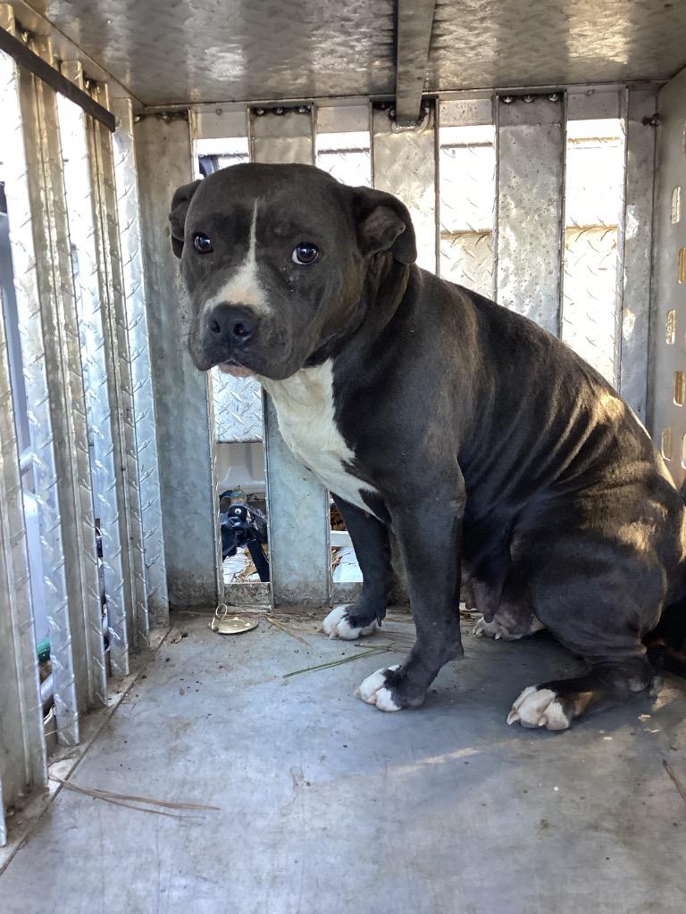 Marilyn, a Adoptable mixed breed in Winnsboro, SC image 4/4