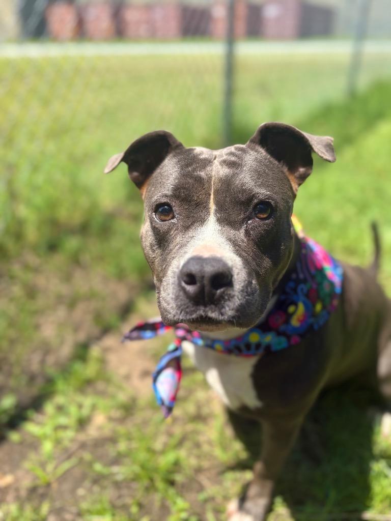 Marilyn, a Adoptable mixed breed in Winnsboro, SC image 2/4