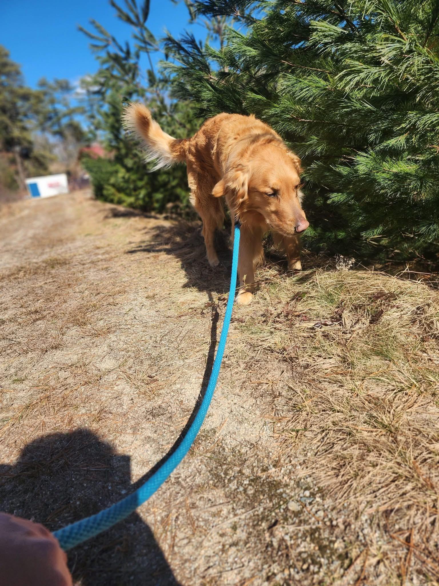 Enlarge Chief, a ADOPTABLE Golden Retriever in Acushnet, MA image 2/3