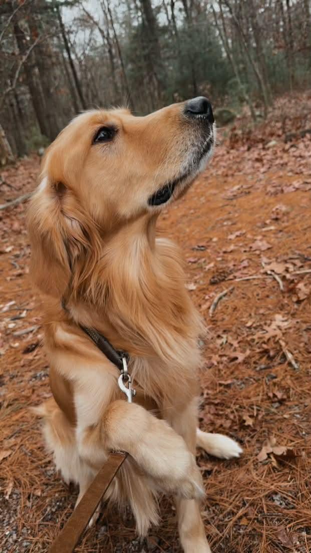 Enlarge Chief, a ADOPTABLE Golden Retriever in Acushnet, MA image 3/3