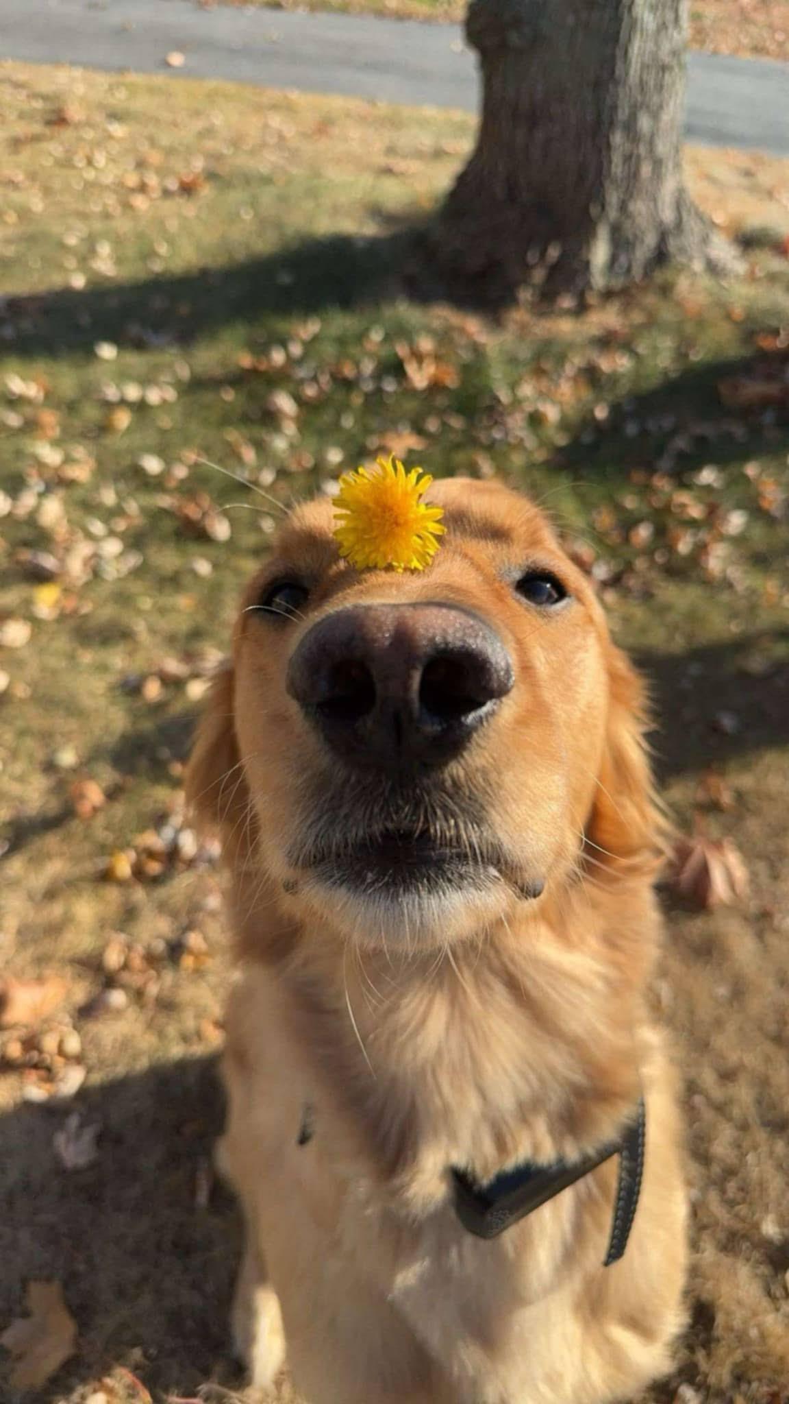Chief, ADOPTABLE, Adult Male Golden Retriever.