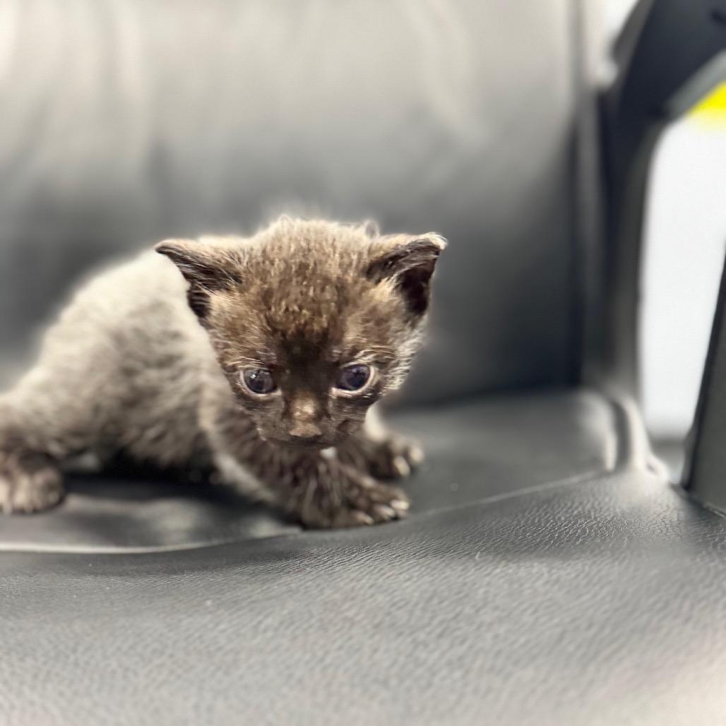Kazmir, Adoptable, Kitten Male Siamese.