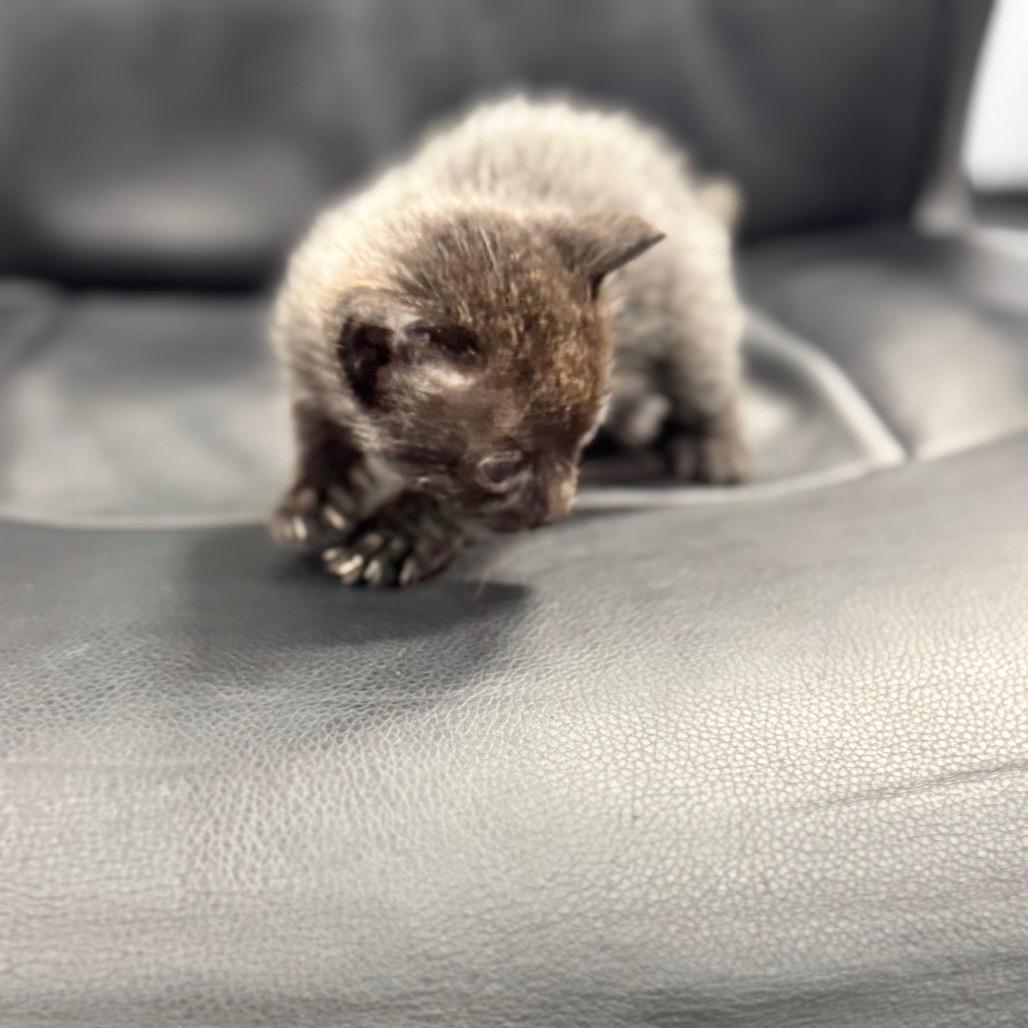 Enlarge Kazmir, a Adoptable Siamese in Chico, CA image 4/5