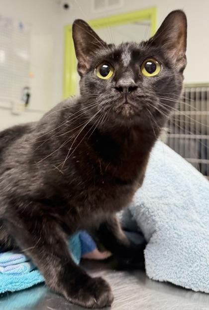 Lucy, Adoptable, Adult Female Domestic Short Hair & Domestic Short Hair.