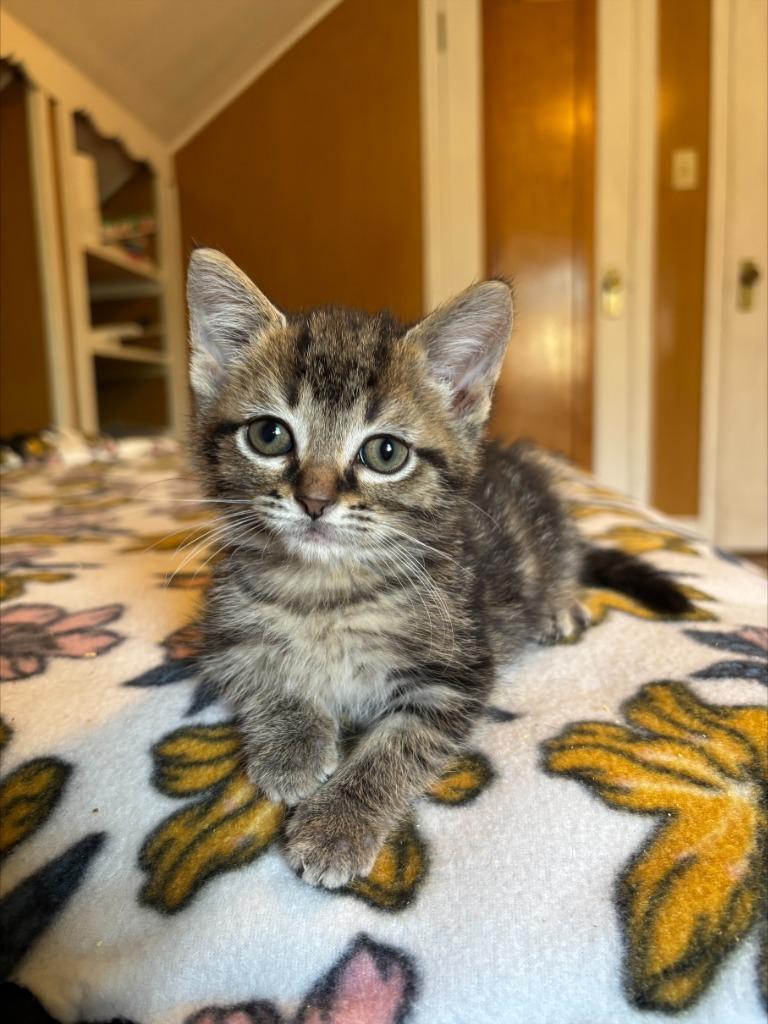Enlarge G6 Corduroy, a Adoptable mixed breed in Ashland, WI image 1/2