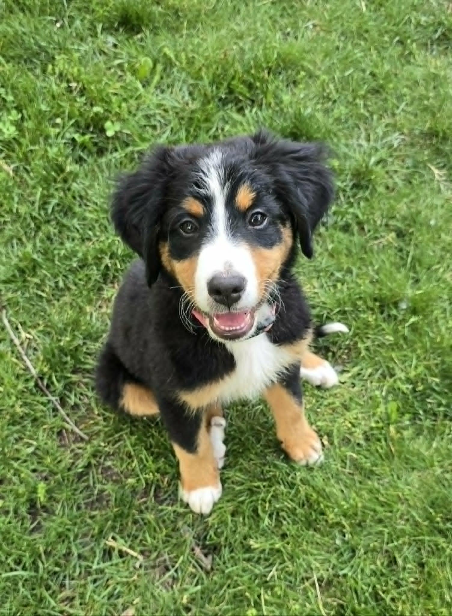 Enlarge Pickles, a ADOPTABLE Bernese Mountain Dog in Westville, IN image 1/1