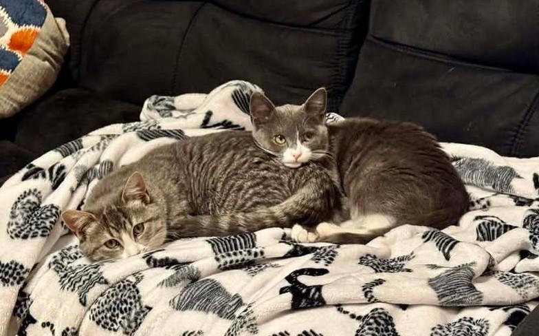 Oakley, ADOPTABLE, Kitten Female Domestic Short Hair.