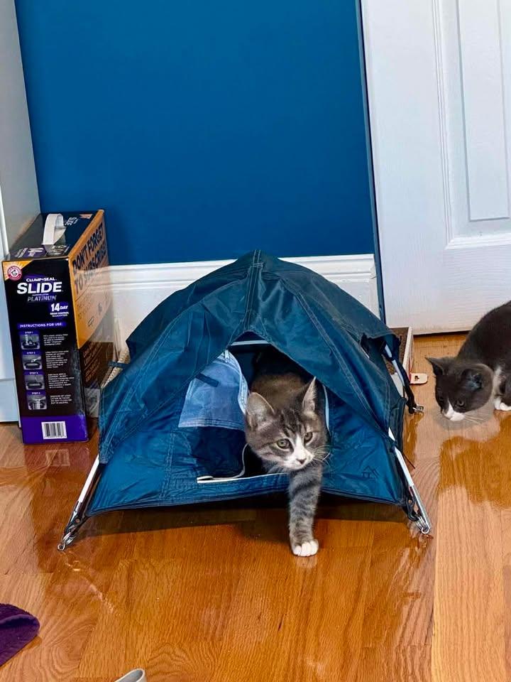 Oakley, a ADOPTABLE Domestic Short Hair in Roslindale, MA image 2/4