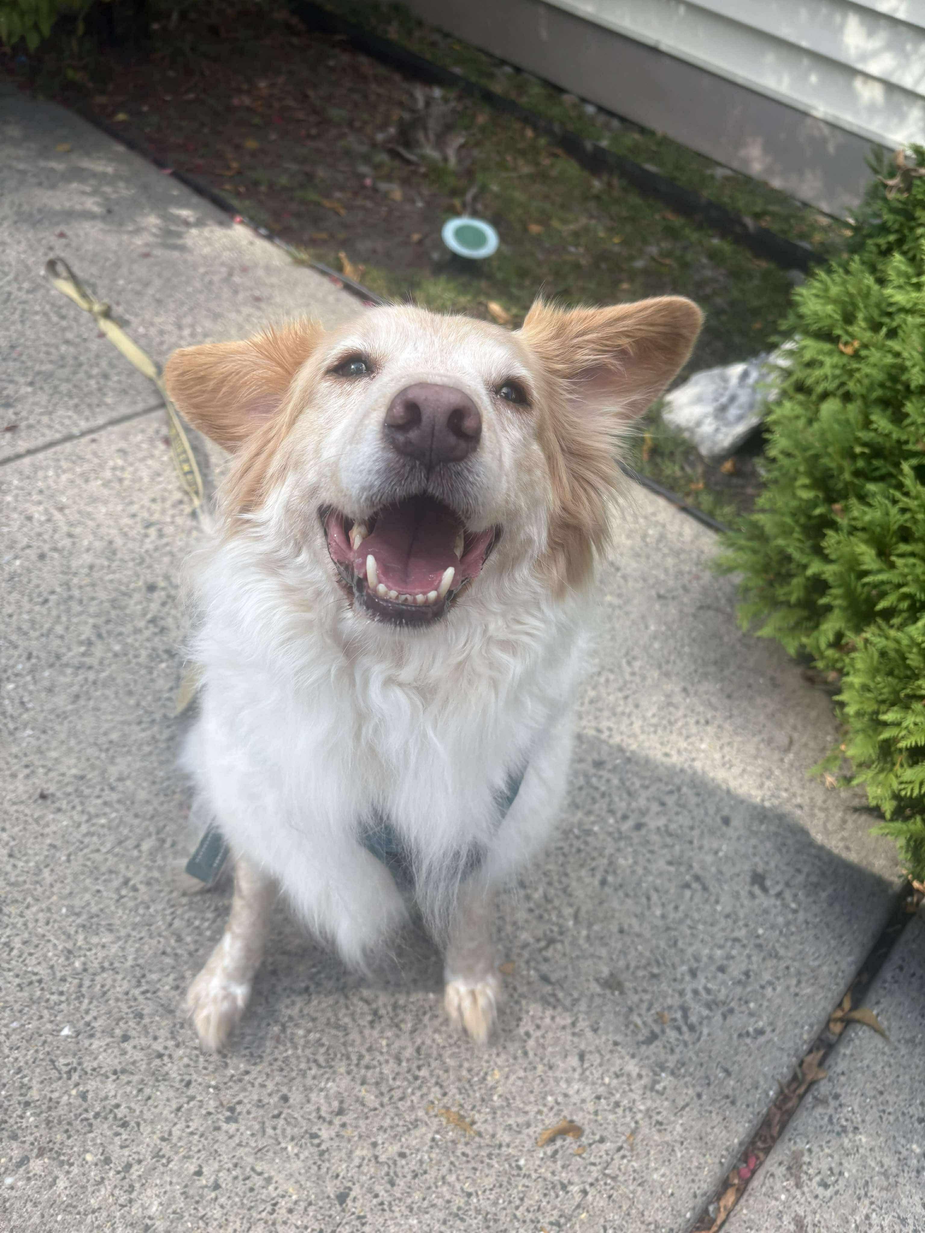Antonio, Adoptable, Adult Male Border Collie.