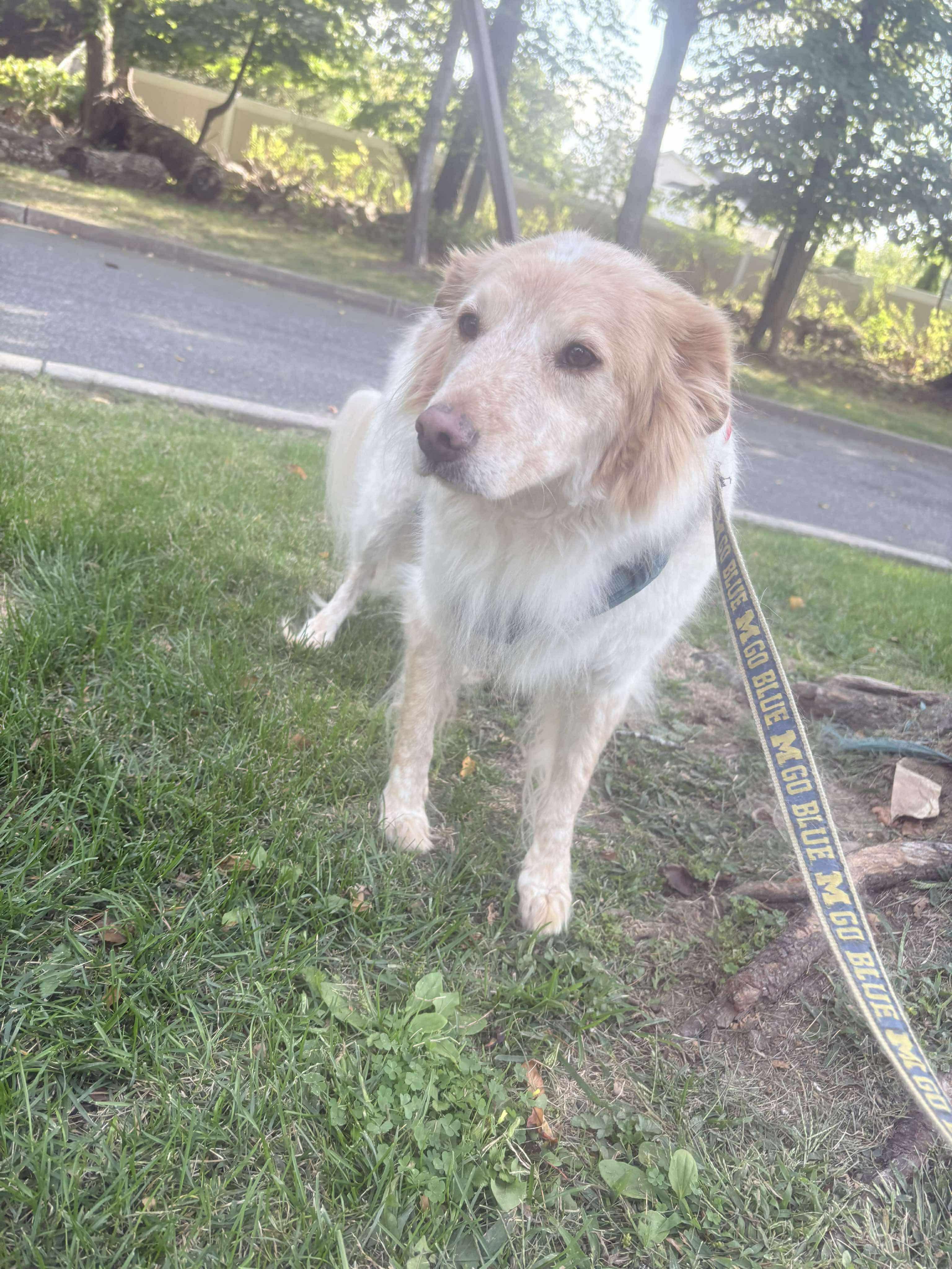 Enlarge Antonio, a Adoptable mixed breed in Westwood, NJ image 2/4