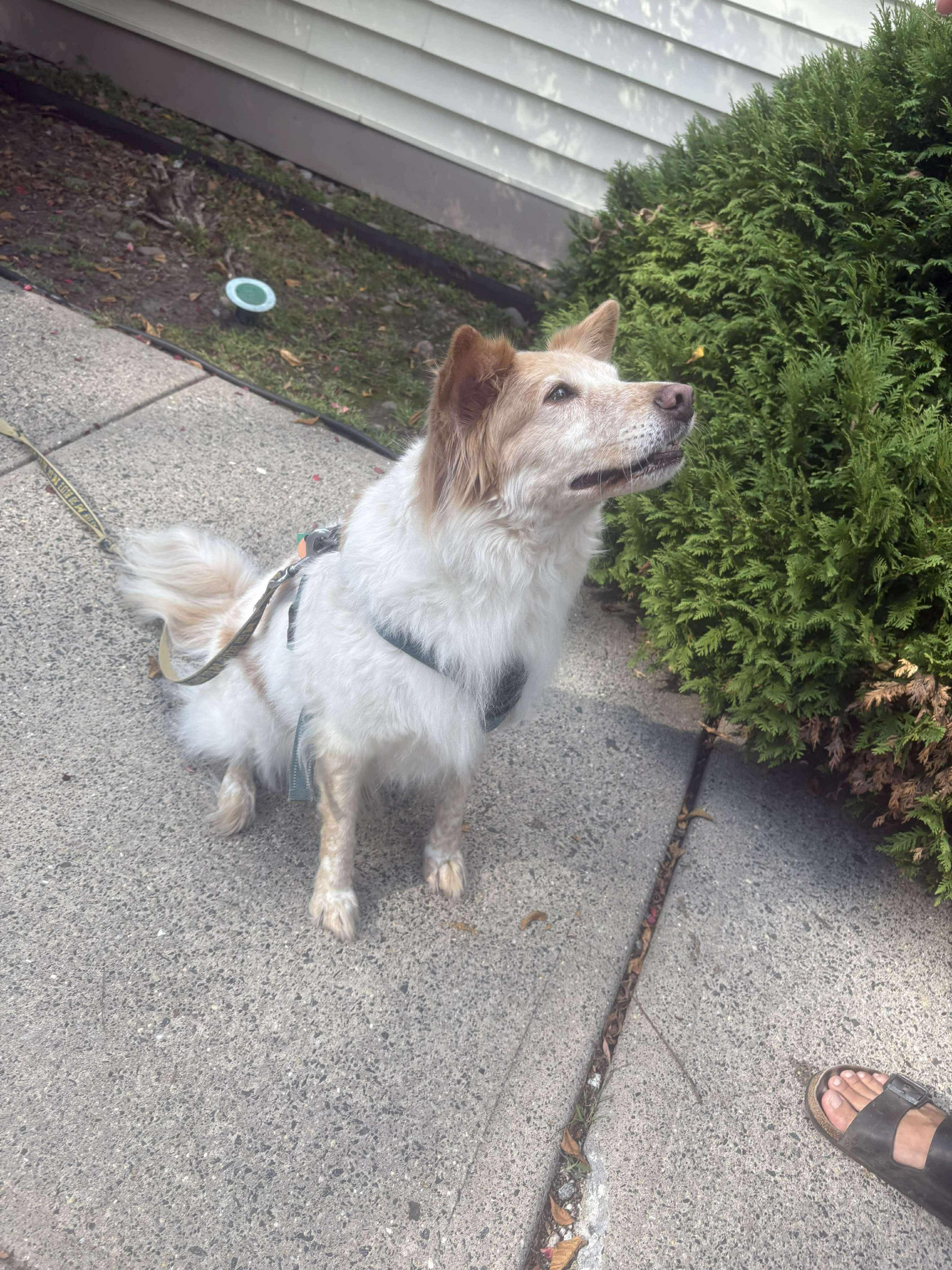 Enlarge Antonio, a Adoptable mixed breed in Westwood, NJ image 3/4