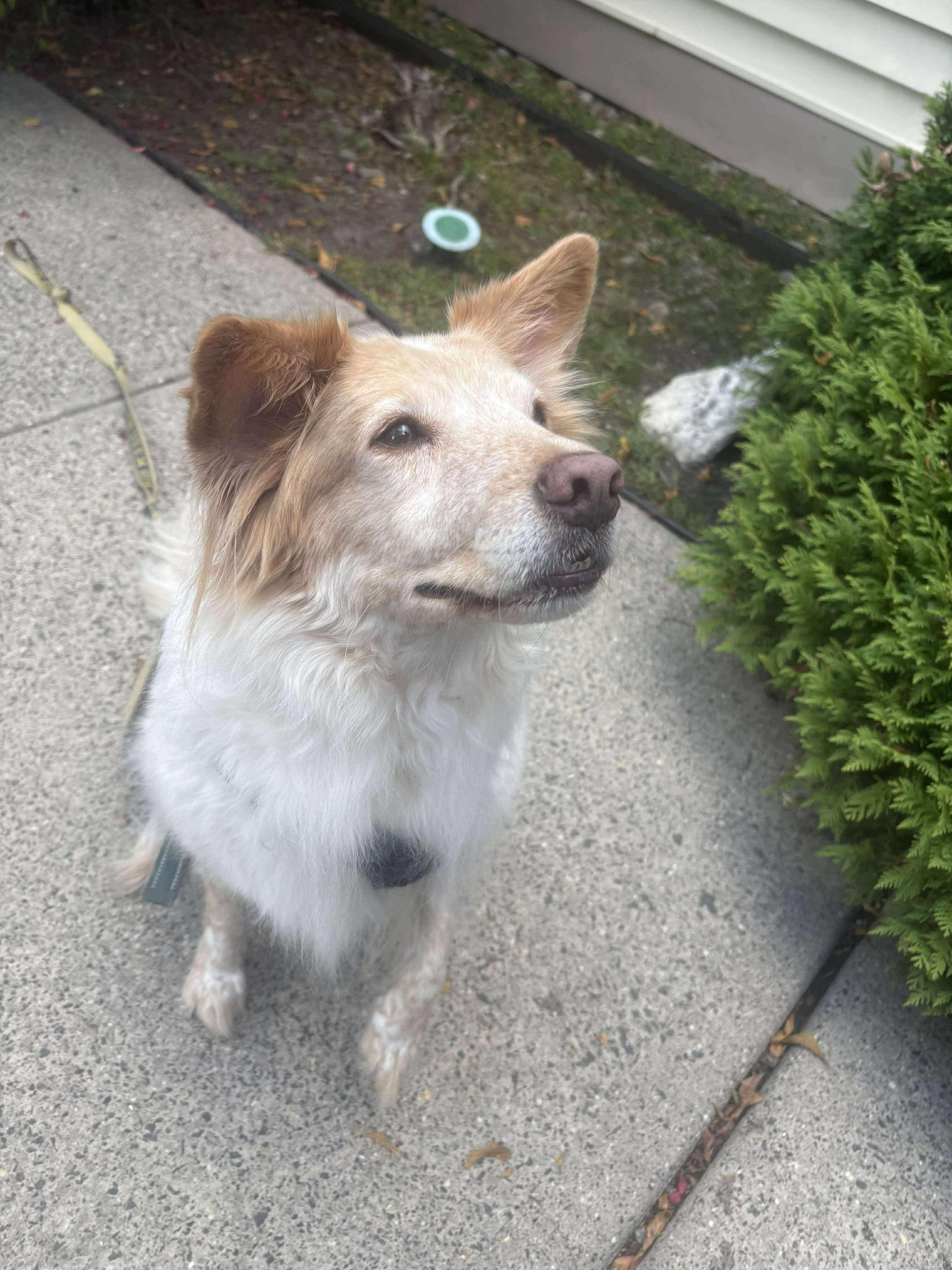 Enlarge Antonio, a Adoptable mixed breed in Westwood, NJ image 4/4