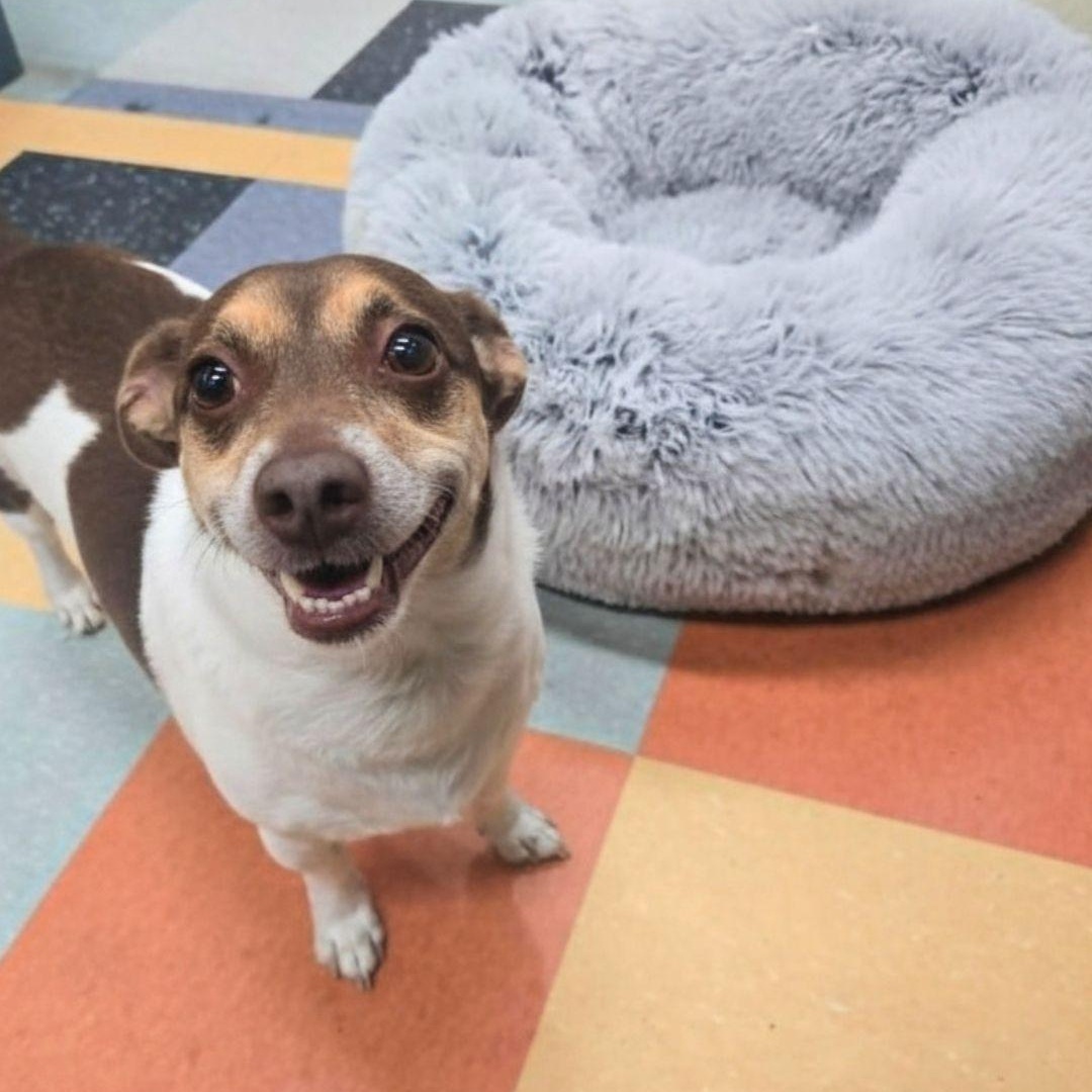 Chowder, a ADOPTABLE mixed breed in San Francisco, CA image 1/4