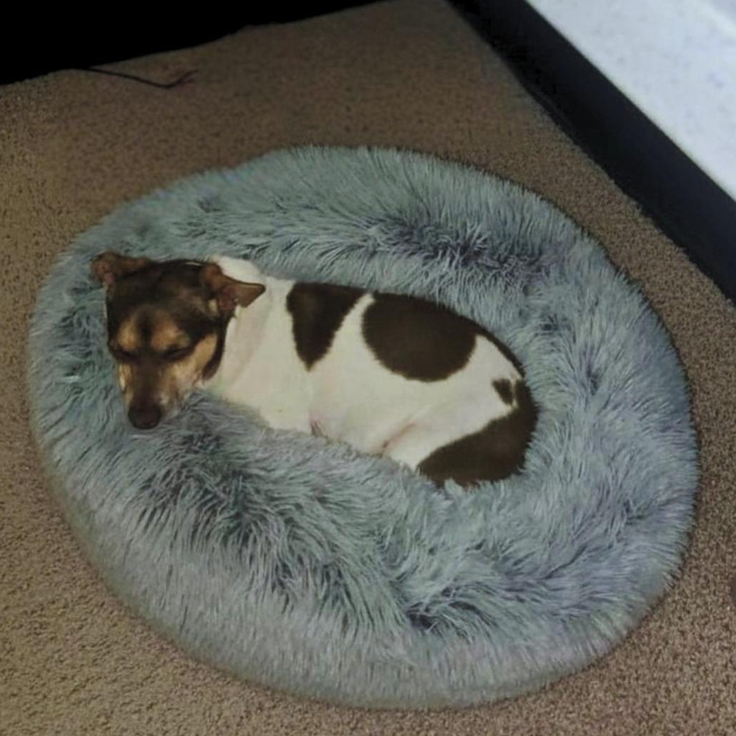 Chowder, a ADOPTABLE mixed breed in San Francisco, CA image 3/4