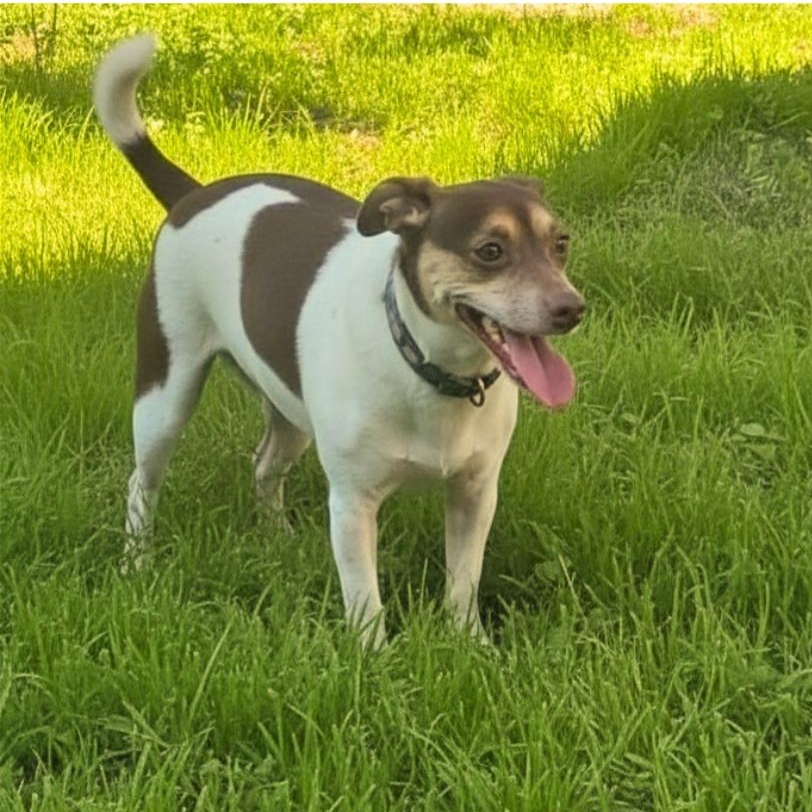 Chowder, a ADOPTABLE mixed breed in San Francisco, CA image 2/4