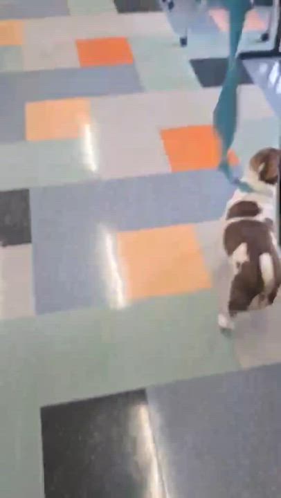 Enlarge Chowder, a ADOPTABLE mixed breed in San Francisco, CA video 4/4