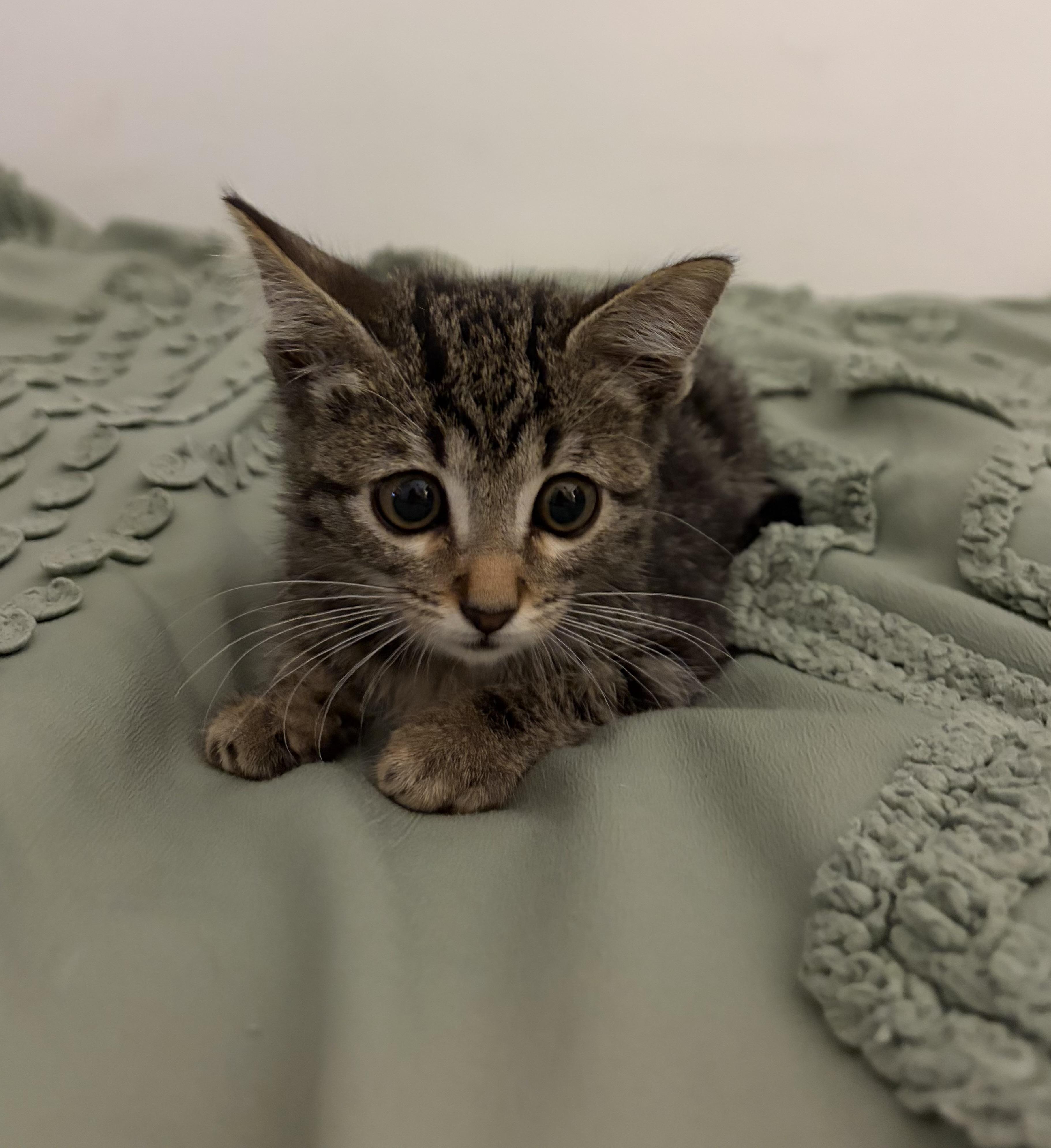 Boo, Adopted, Young Male Domestic Short Hair.