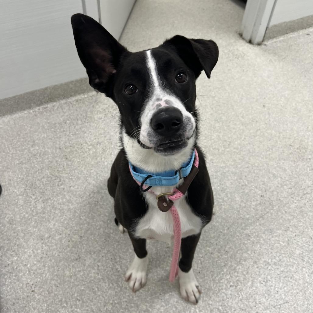 Fizz, Adoptable, Young Male Border Collie & Mixed Breed.