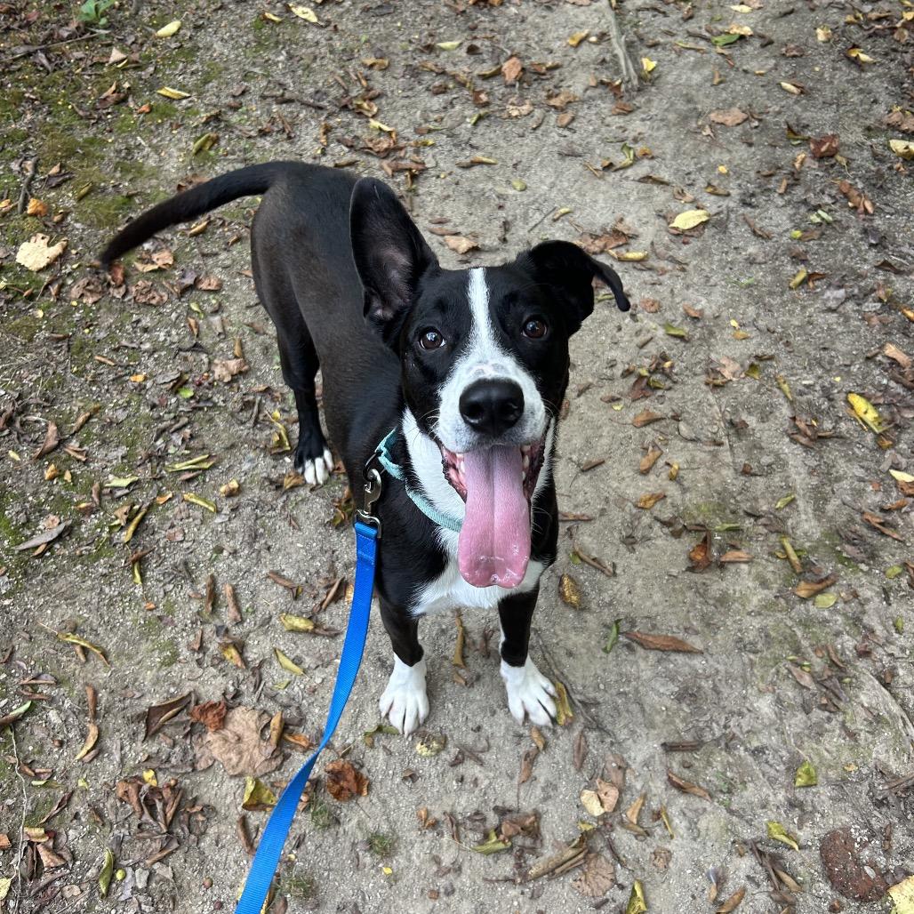 Enlarge Fizz, a Adoptable mixed breed in Novelty, OH image 2/4